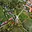 Prodej stavební parcely 1 263 m² Veliš