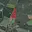 Prodej zemědělské půdy 12 008 m² Bečov