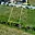 Prodej stavební parcely 600 m² Rajhrad, Štefánikova