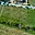 Prodej stavební parcely 612 m² Rajhrad, Štefánikova