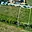 Prodej stavební parcely 617 m² Rajhrad, Štefánikova