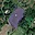 Prodej stavební parcely 9 073 m² Jiříkov