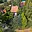 Prodej chaty 84 m² Hvězdlice Nové Hvězdlice