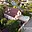Prodej rodinného domu 184 m² Líbeznice, Zlonínská
