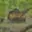Prodej chaty 26 m² Davle