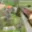 Prodej stavební parcely 981 m² Dobršín