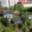 Pronájem bytu 2+kk 44 m² Mladá Boleslav IV, Tovačovského