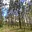 Prodej lesa 4 760 m² Chlumany